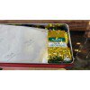 Trà xanh Tân Cương 5A, đóng gói 10gr đựng trong hộp thiếc 250gr